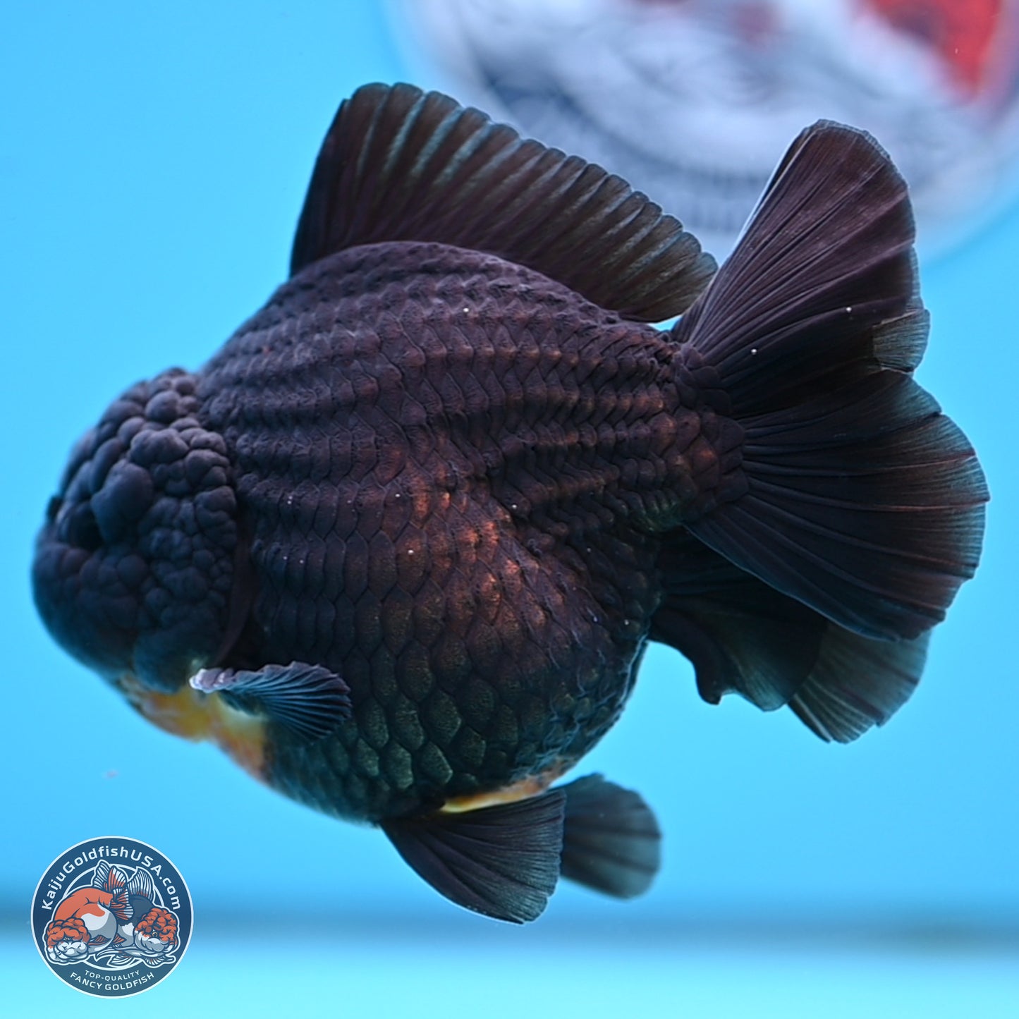 Black YuanBao Oranda 4 inches Body - Male (250314_OR17)