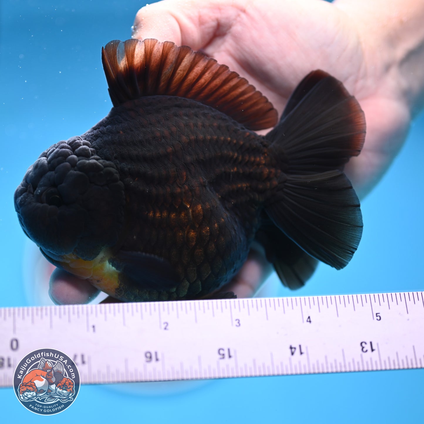 Black YuanBao Oranda 4 inches Body - Male (250314_OR17)