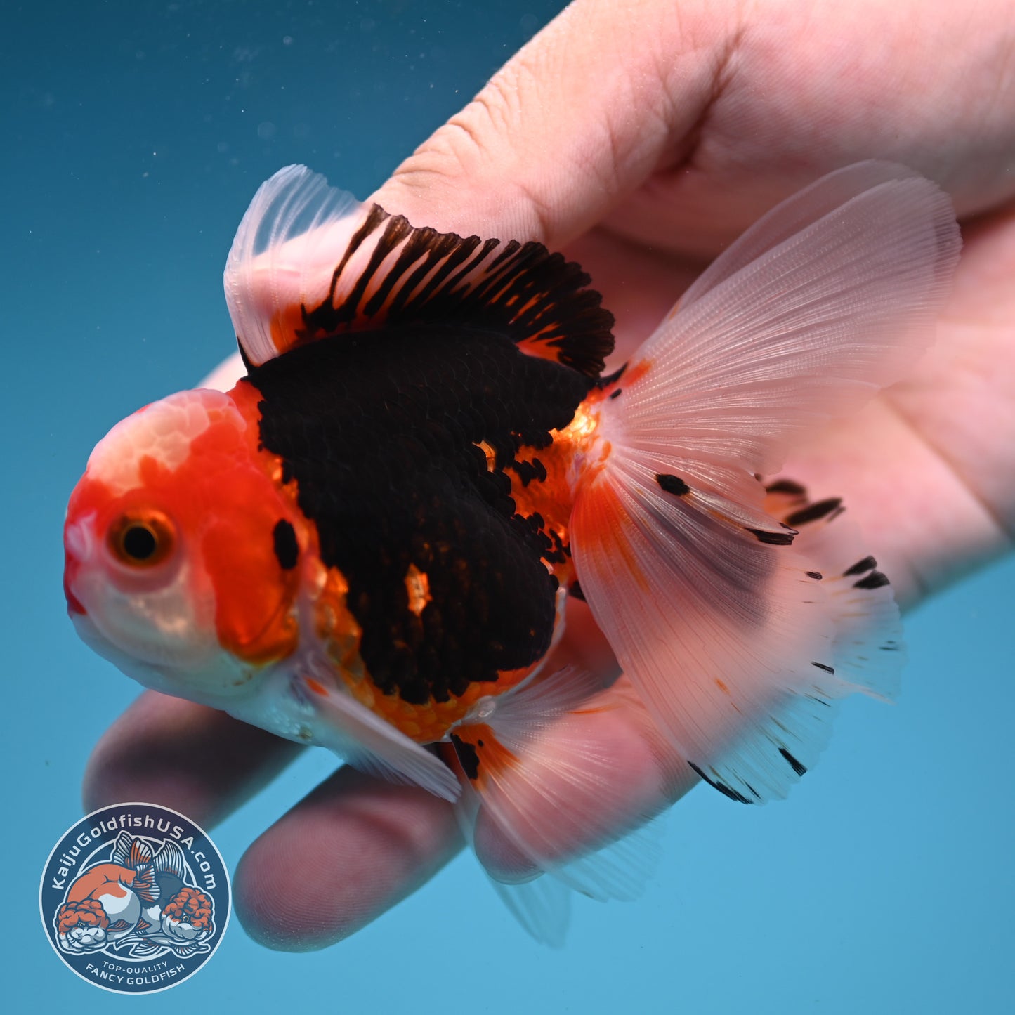 Tricolor Rose Tail Oranda 2.5 inch Body (250822_OR17)