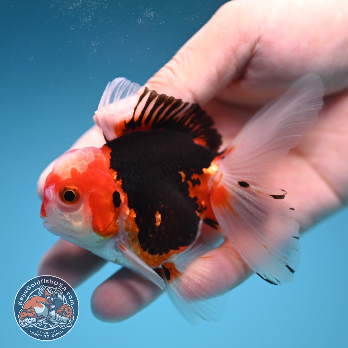 Tricolor Rose Tail Oranda 2.5 inch Body (250822_OR17)
