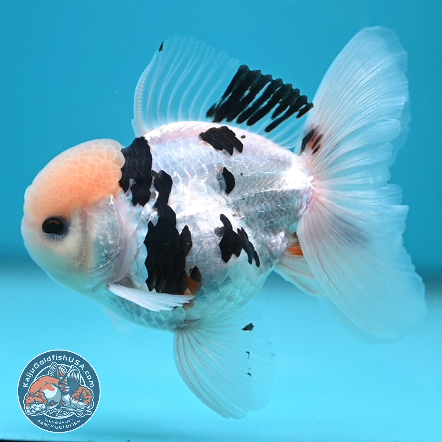 Panda Oranda 3.5 inch Body (250613_OR17)