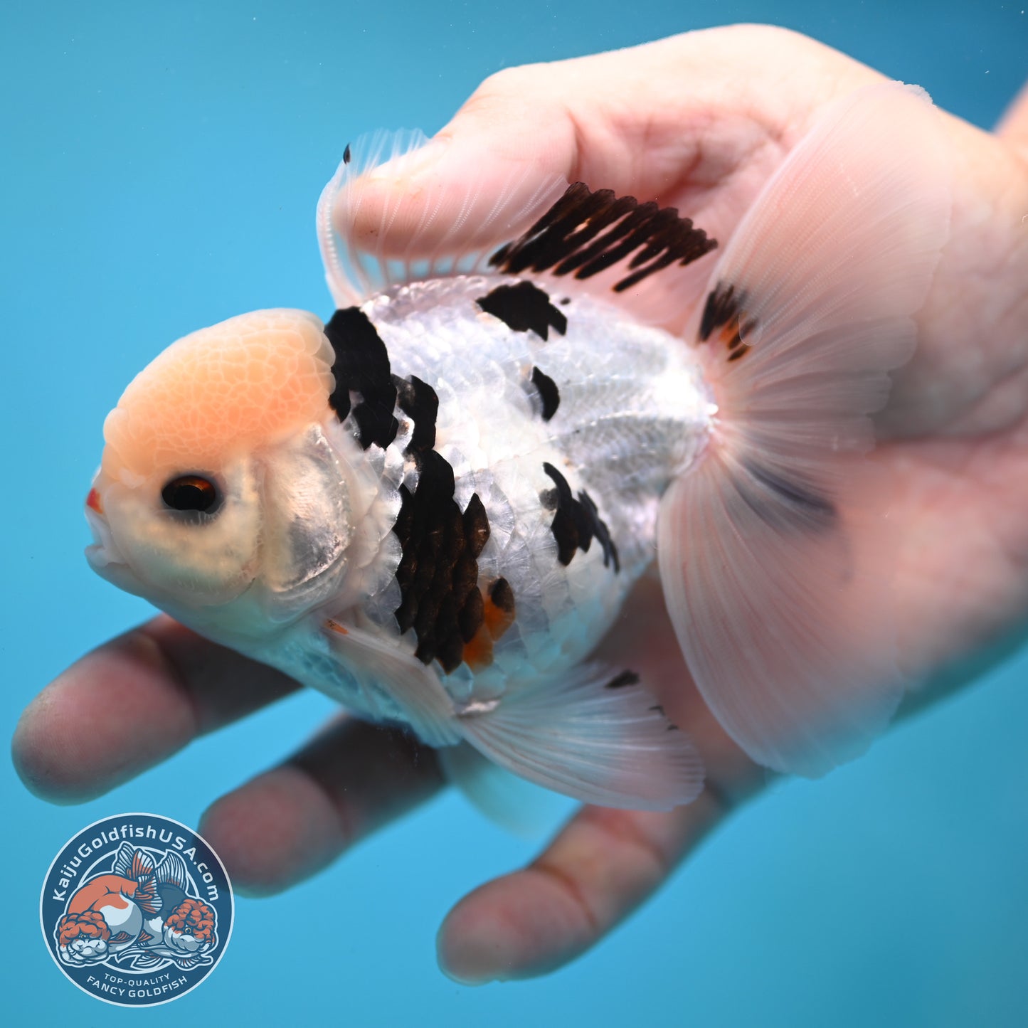 Panda Oranda 3.5 inch Body (250613_OR17)