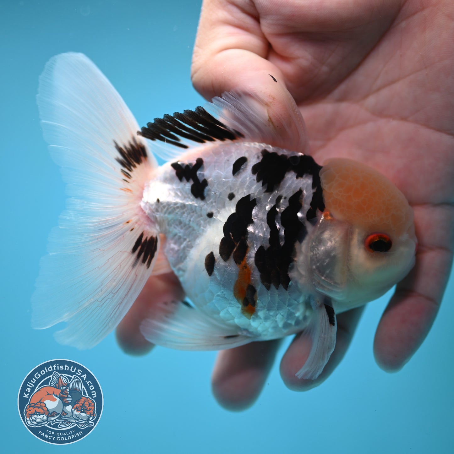 Panda Oranda 3.5 inch Body (250613_OR17)