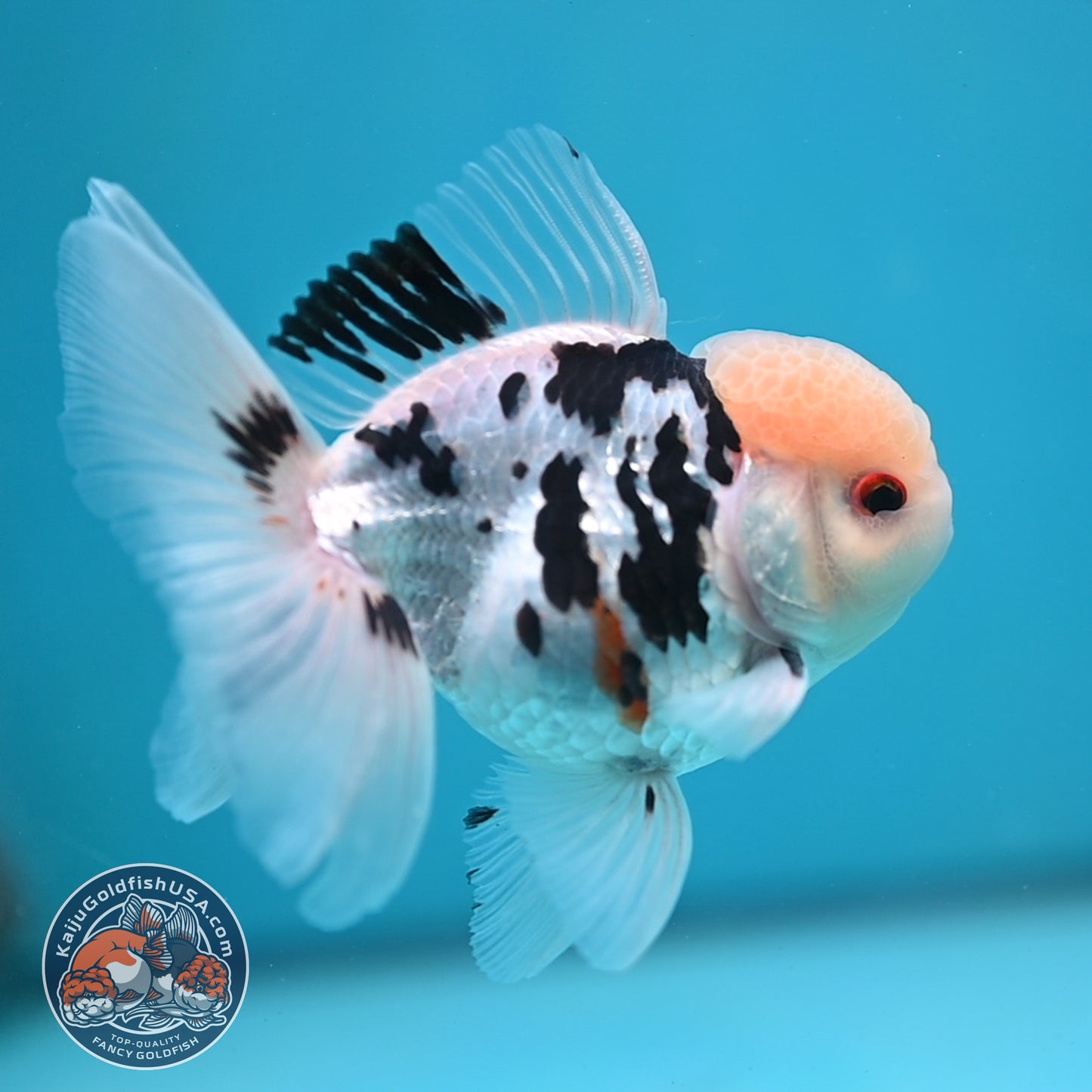 Panda Oranda 3.5 inch Body (250613_OR17)