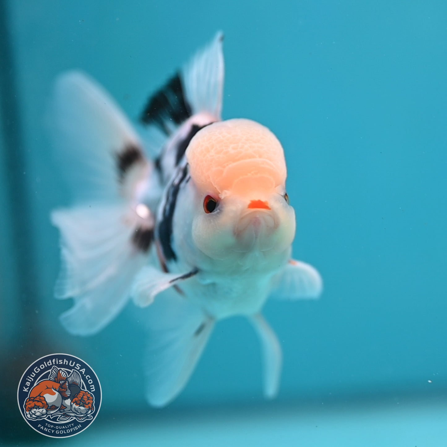 Panda Oranda 3.5 inch Body (250613_OR17)