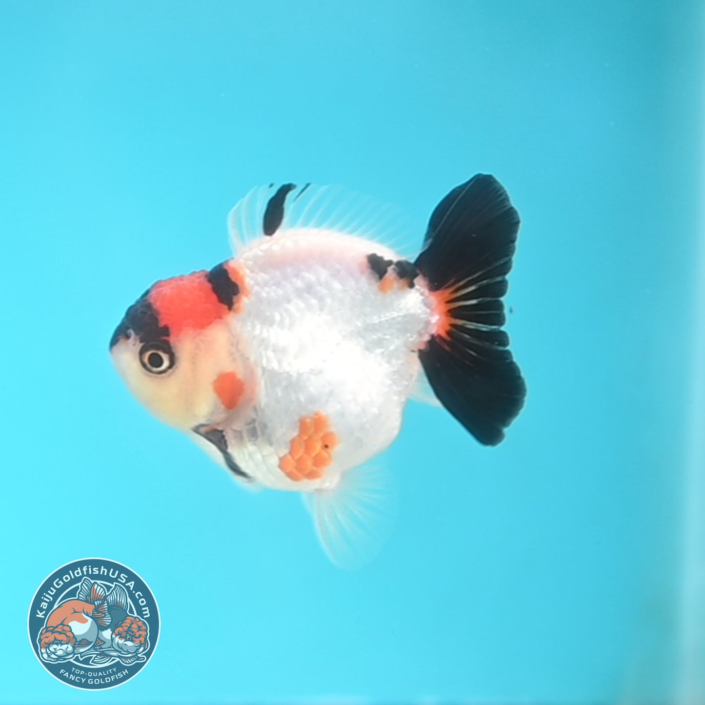 Tricolor Oranda 3 inches Body (250509_OR17)