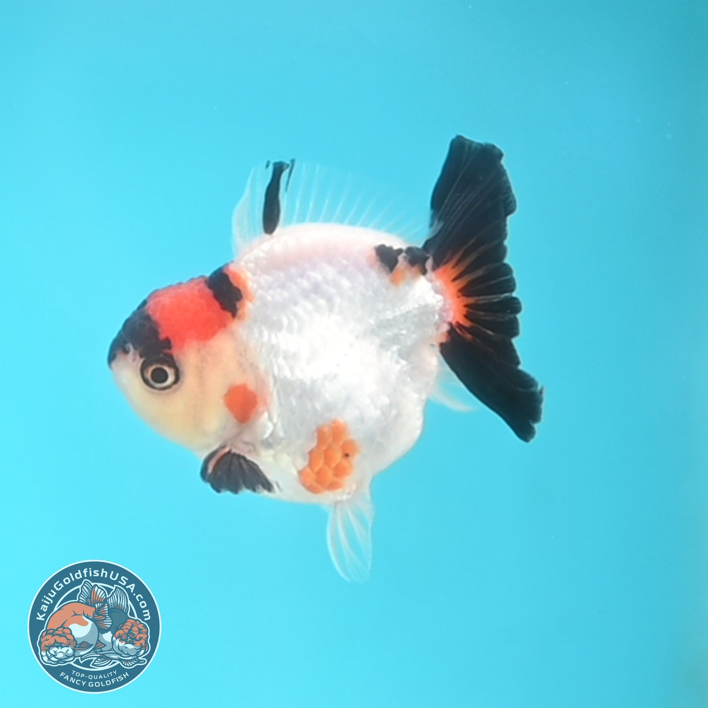 Tricolor Oranda 3 inches Body (250509_OR17)