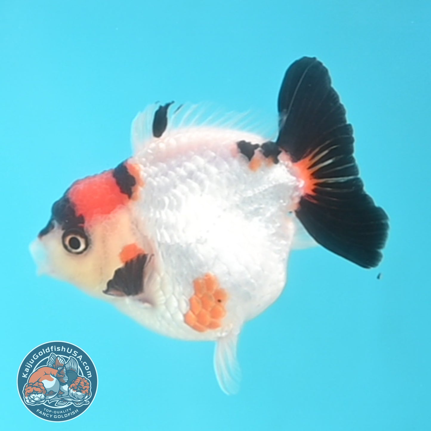 Tricolor Oranda 3 inches Body (250509_OR17)