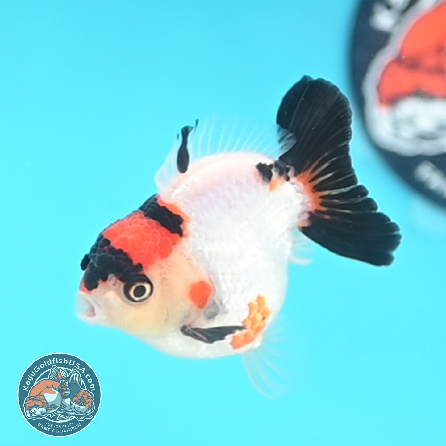 Tricolor Oranda 3 inches Body (250509_OR17)