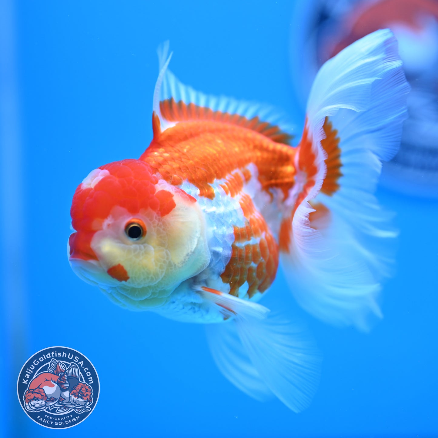 Jade Seal Red White Rose Tail Oranda 4 inches Body - Female (250418_OR18)
