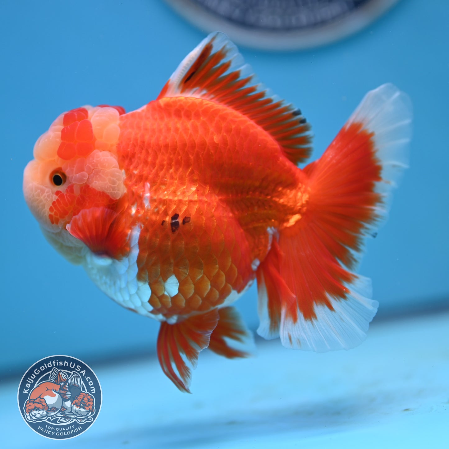 Jade Head Red White Rose Tail Oranda 4 inches Body (250502_OR18)