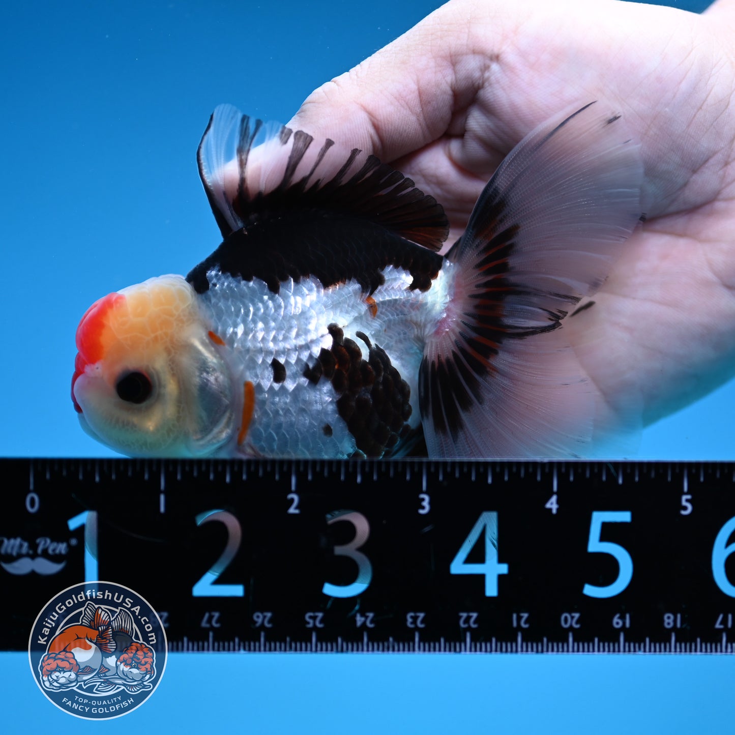 Tricolor Rosetail Oranda 3 inch Body (250912_OR18)