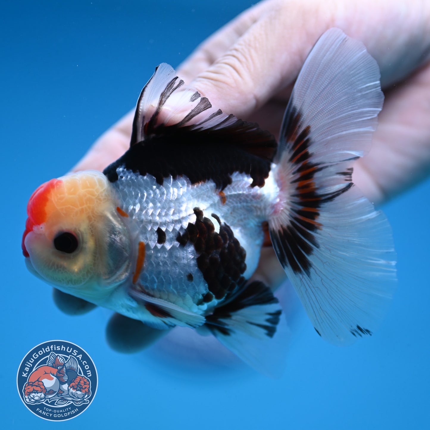 Tricolor Rosetail Oranda 3 inch Body (250912_OR18)