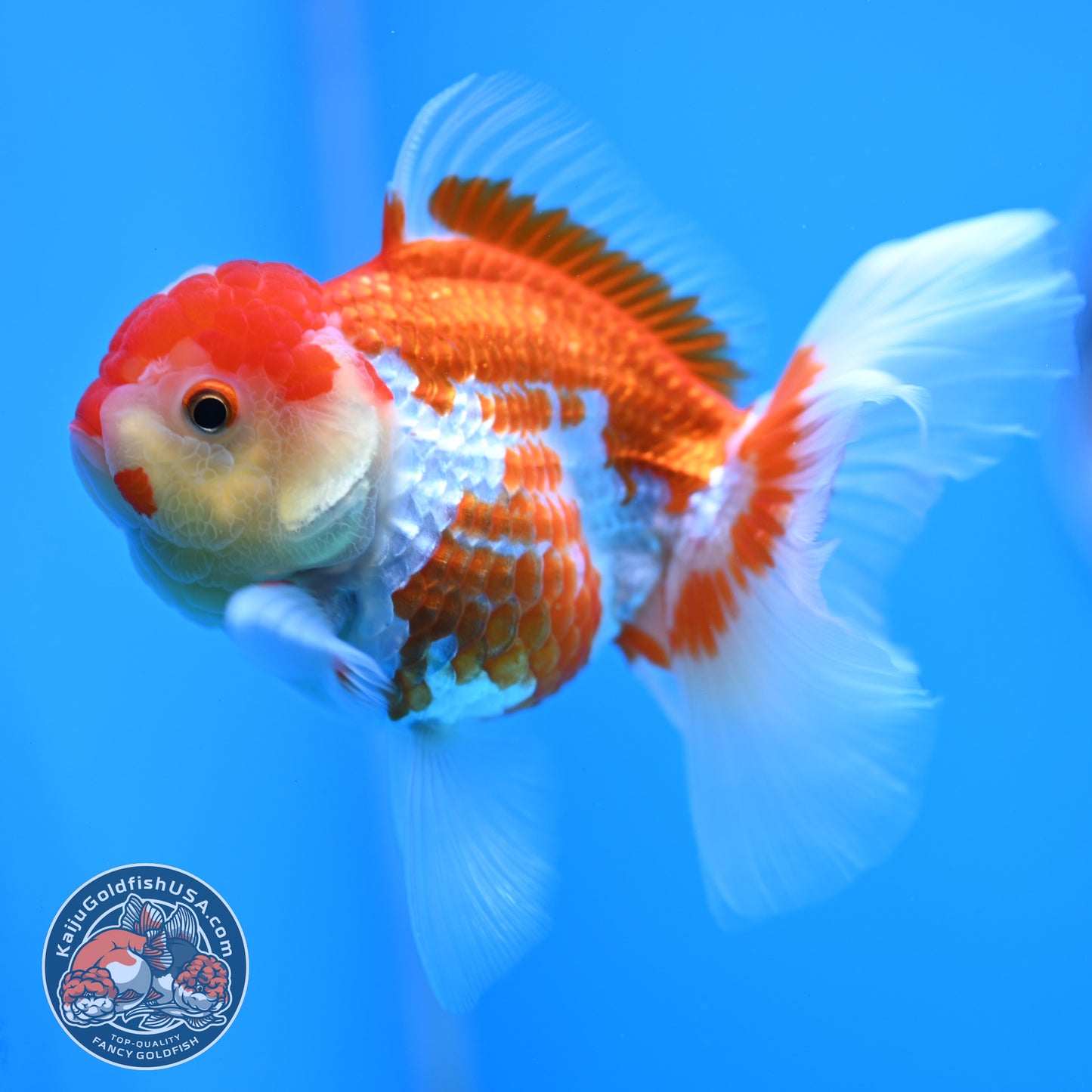 Jade Seal Red White Rose Tail Oranda 4 inches Body - Female (250418_OR18)