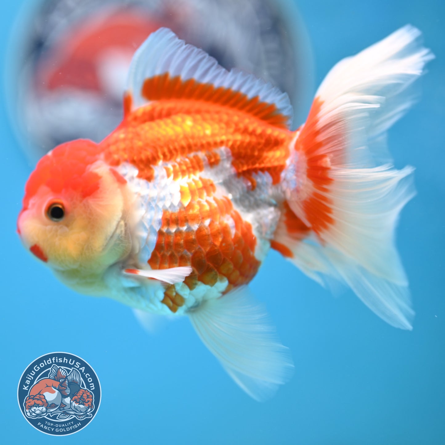 Jade Seal Red White Rose Tail Oranda 4 inches Body - Female (250418_OR18)