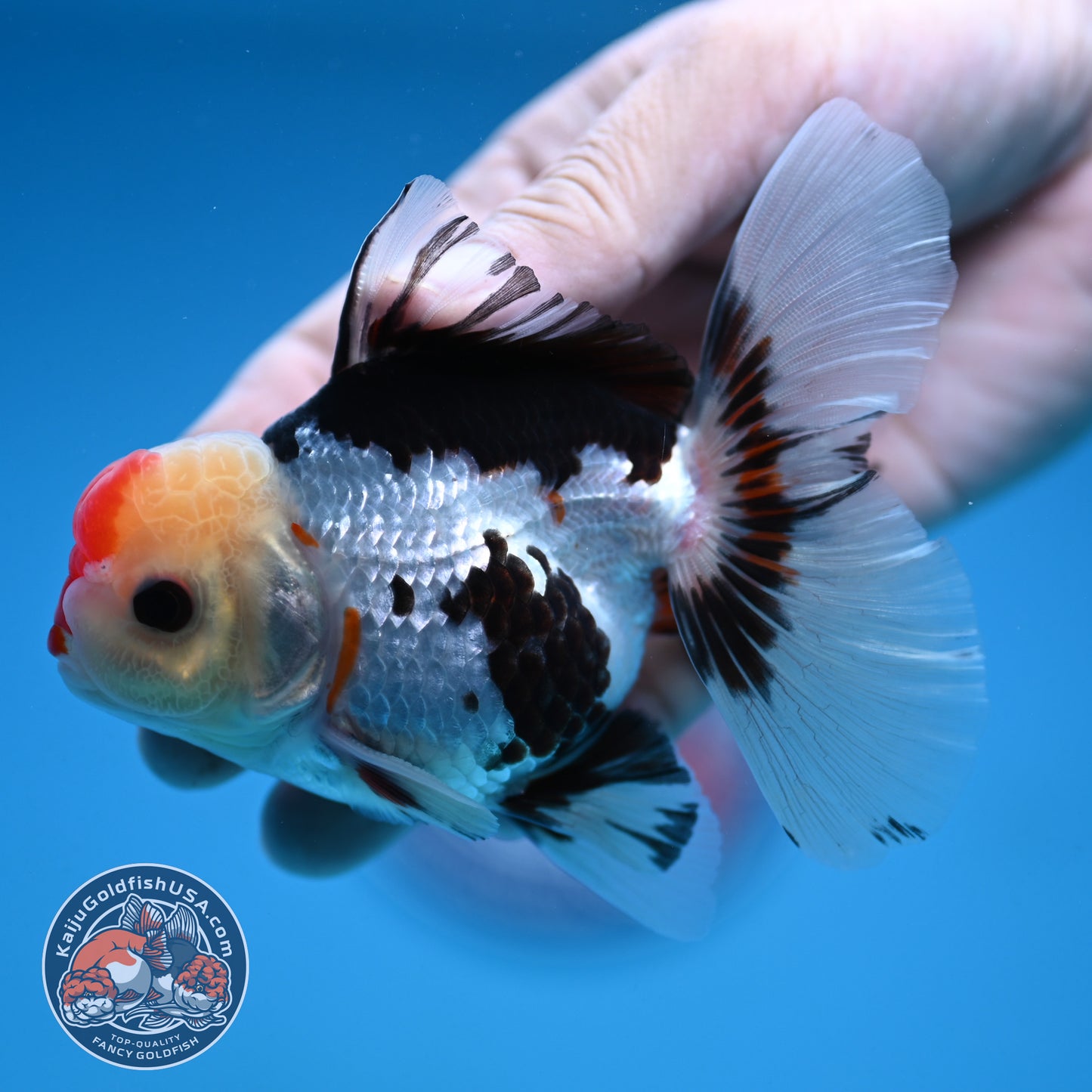 Tricolor Rosetail Oranda 3 inch Body (250912_OR18)