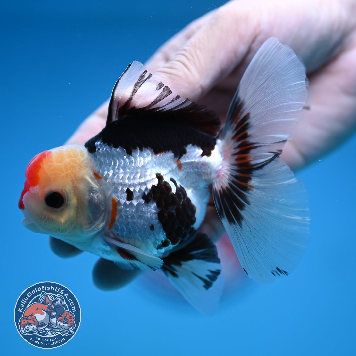 Tricolor Rosetail Oranda 3 inch Body (250912_OR18)