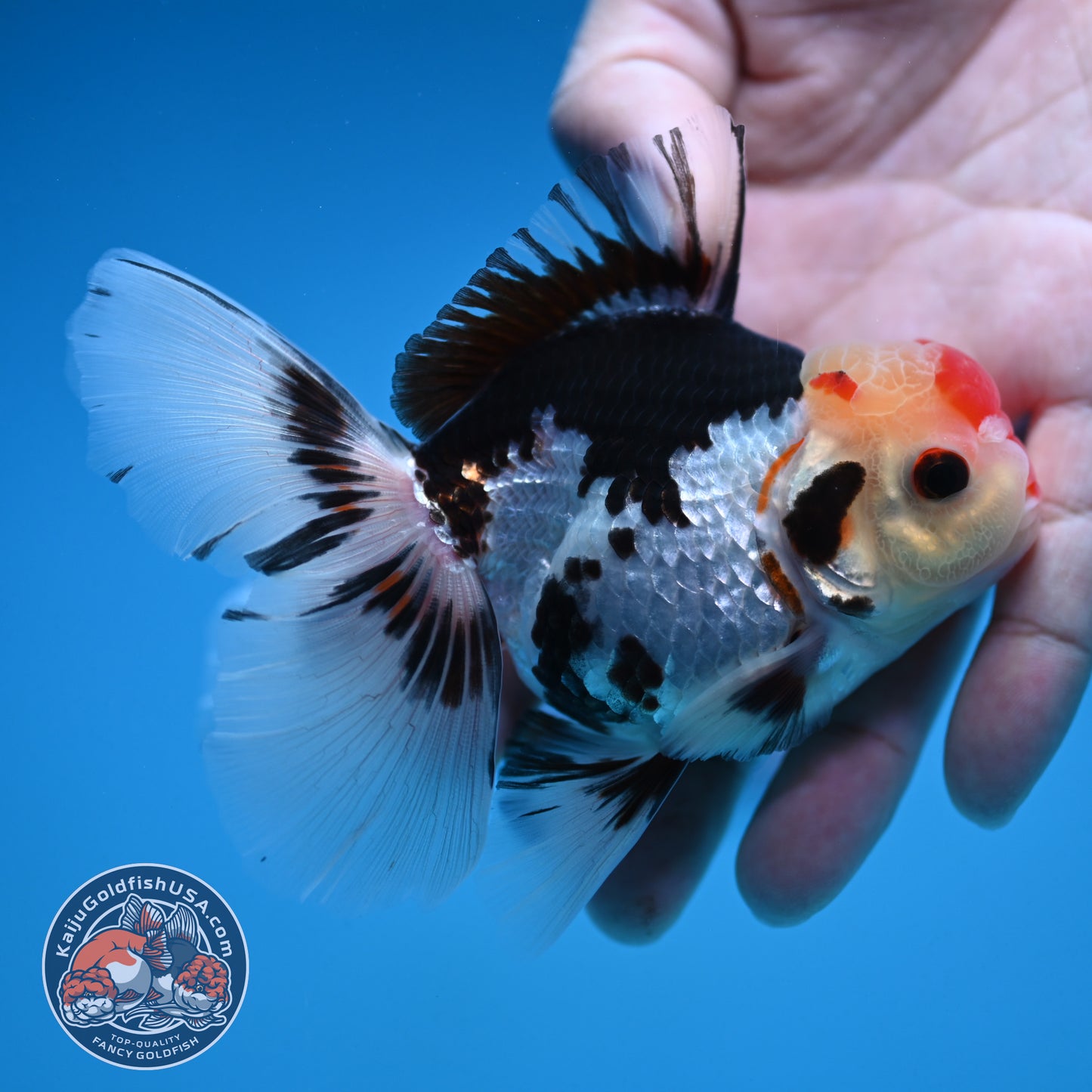 Tricolor Rosetail Oranda 3 inch Body (250912_OR18)