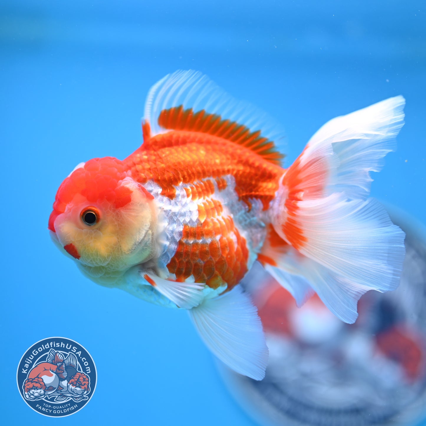 Jade Seal Red White Rose Tail Oranda 4 inches Body - Female (250418_OR18)