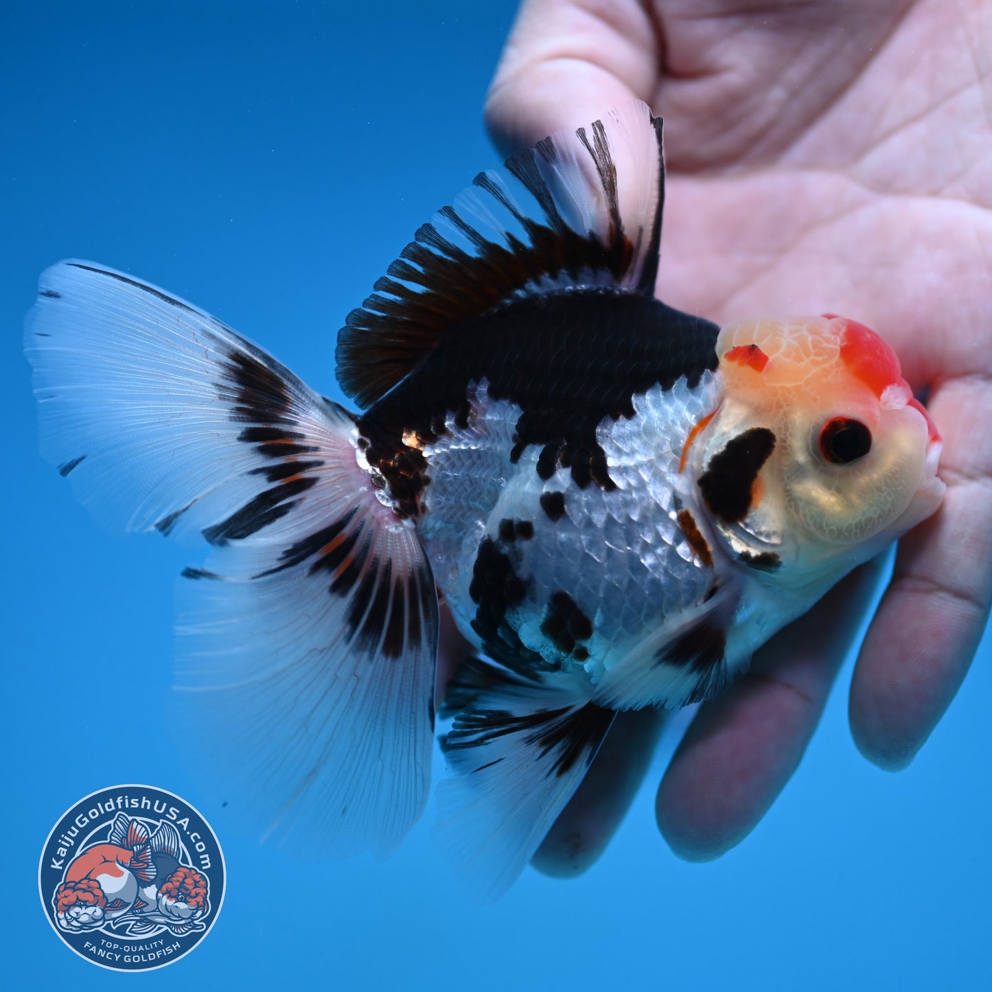 Tricolor Rosetail Oranda 3 inch Body (250912_OR18)