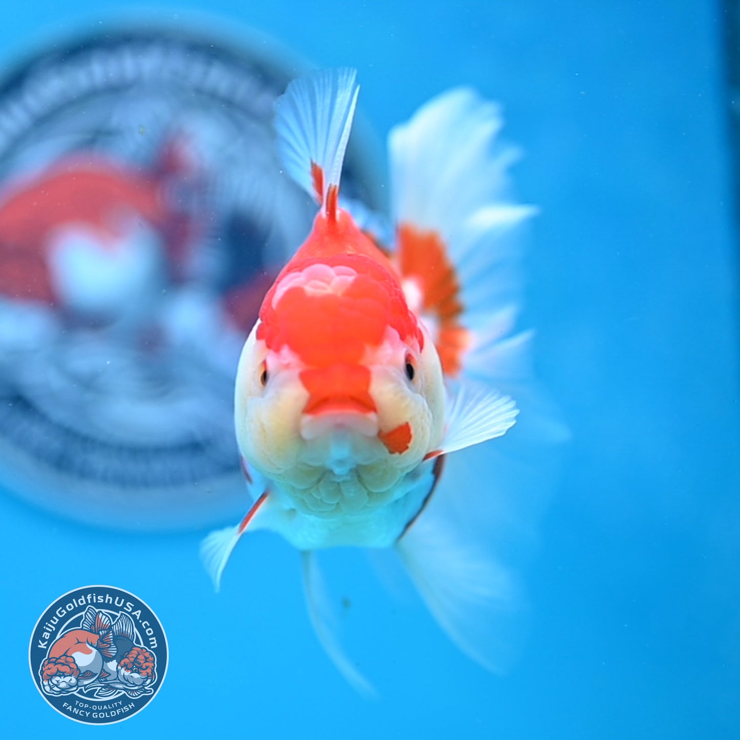 Jade Seal Red White Rose Tail Oranda 4 inches Body - Female (250418_OR18)