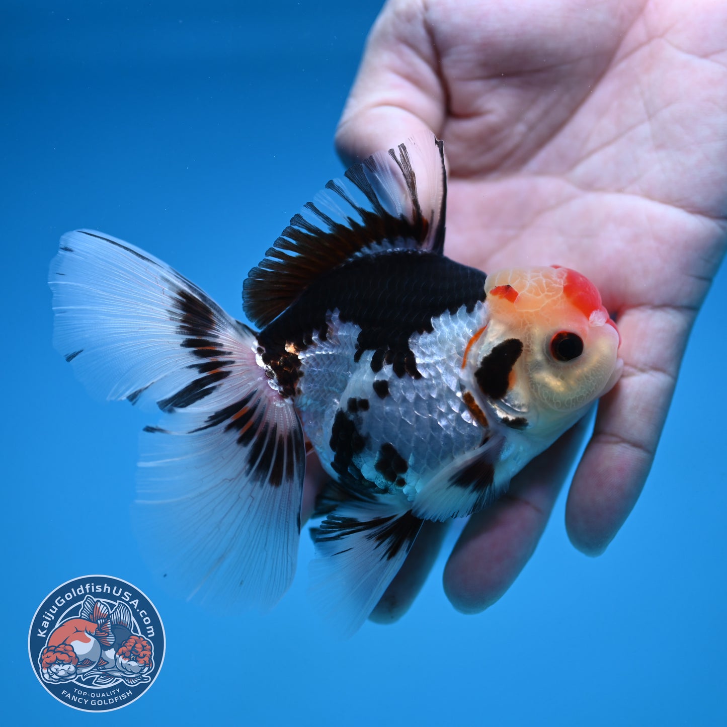 Tricolor Rosetail Oranda 3 inch Body (250912_OR18)