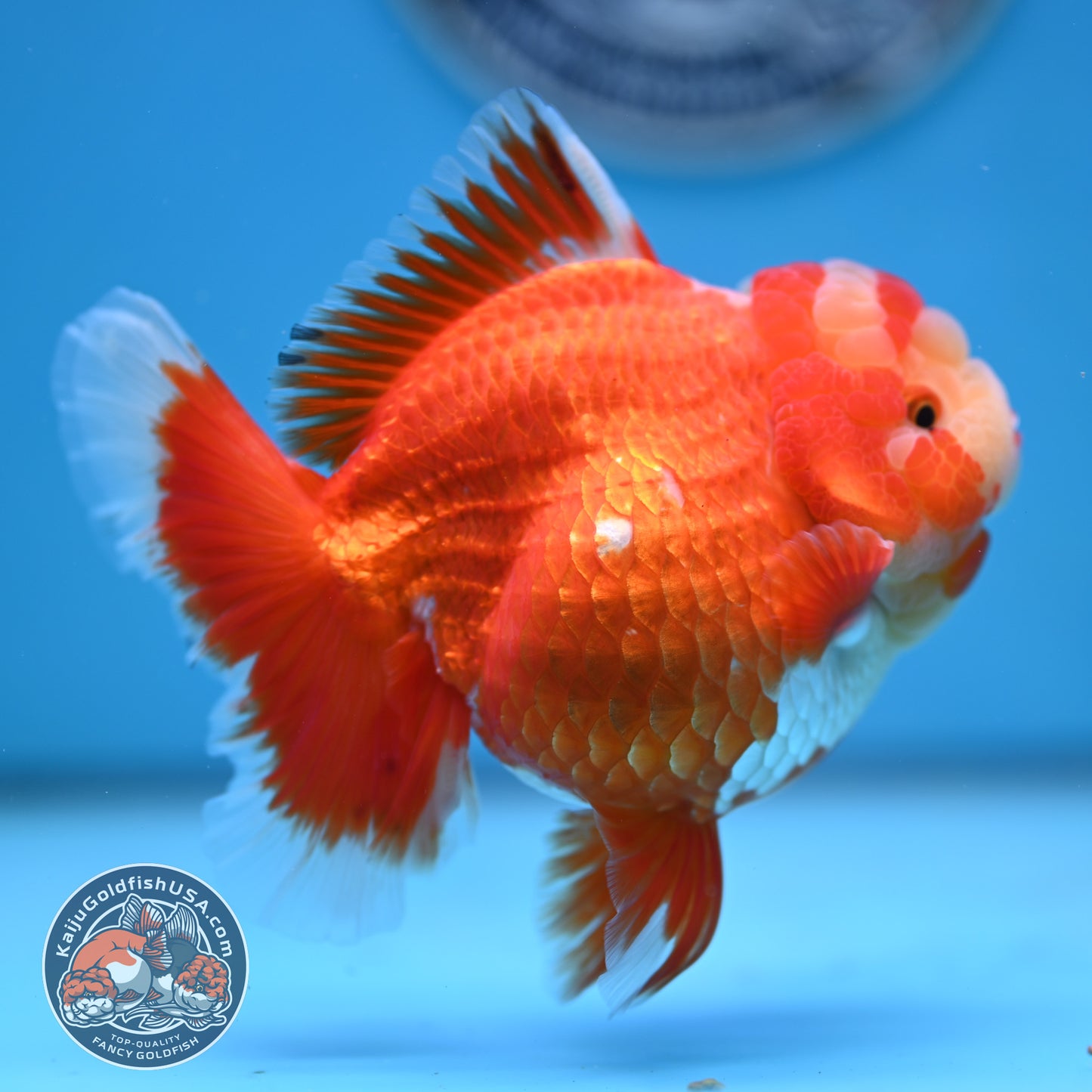 Jade Head Red White Rose Tail Oranda 4 inches Body (250502_OR18)