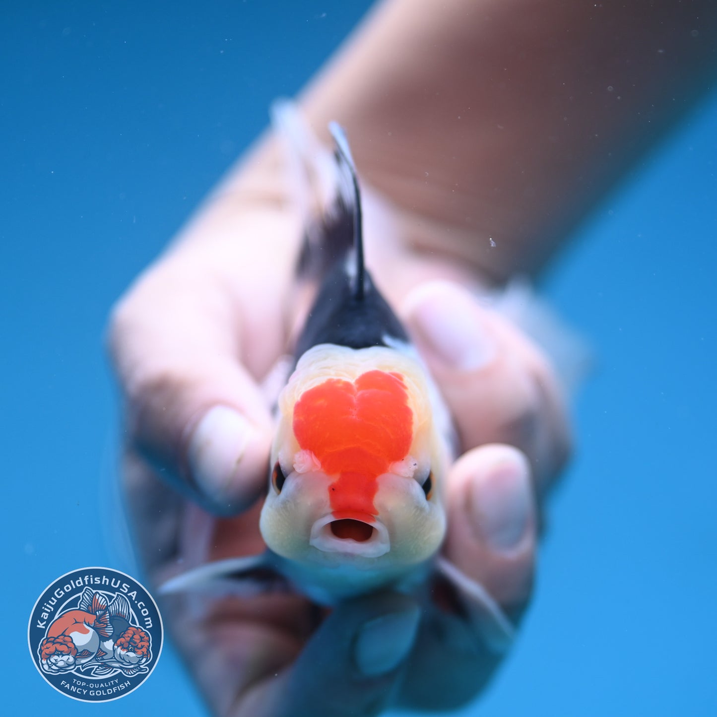 Tricolor Rosetail Oranda 3 inch Body (250912_OR18)