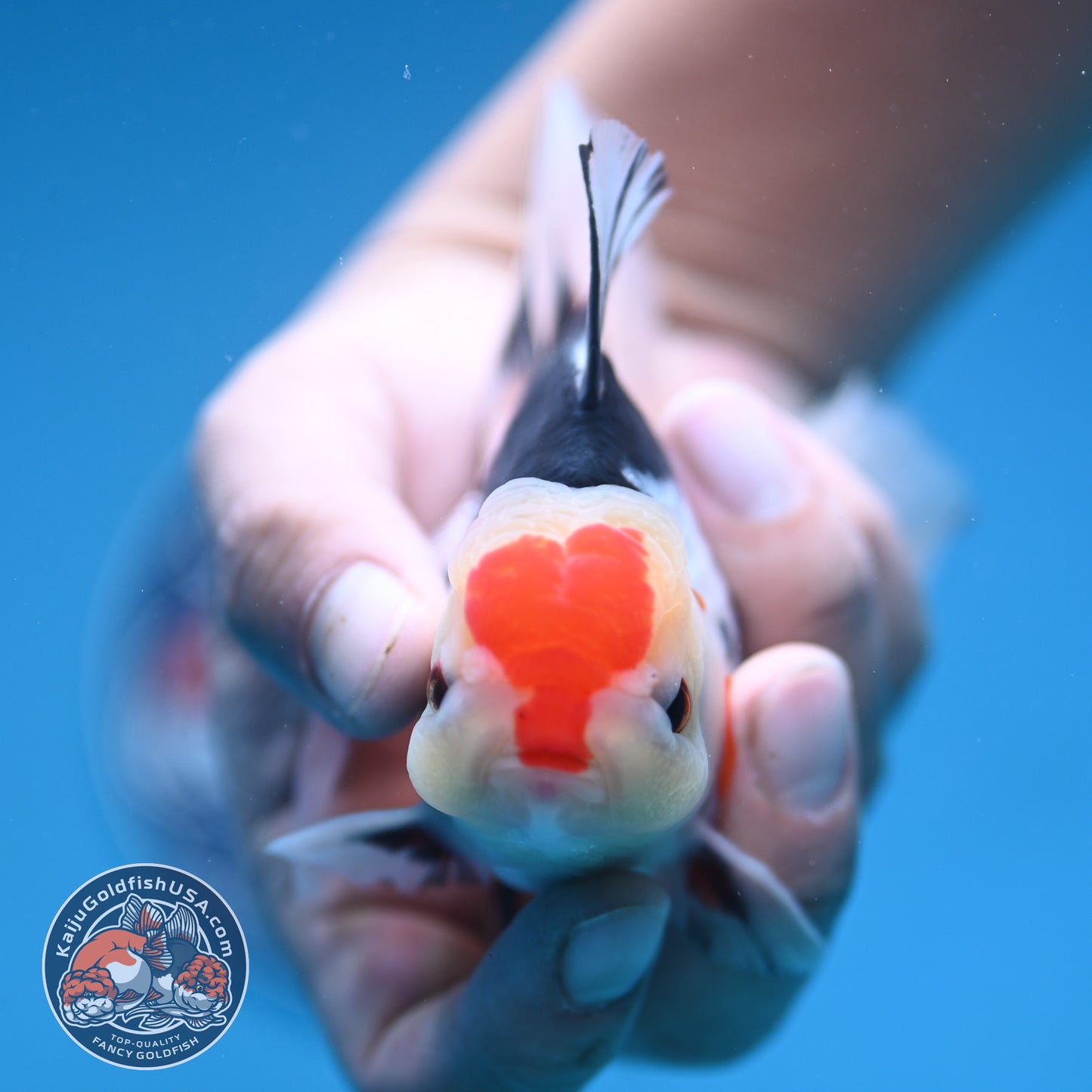 Tricolor Rosetail Oranda 3 inch Body (250912_OR18)