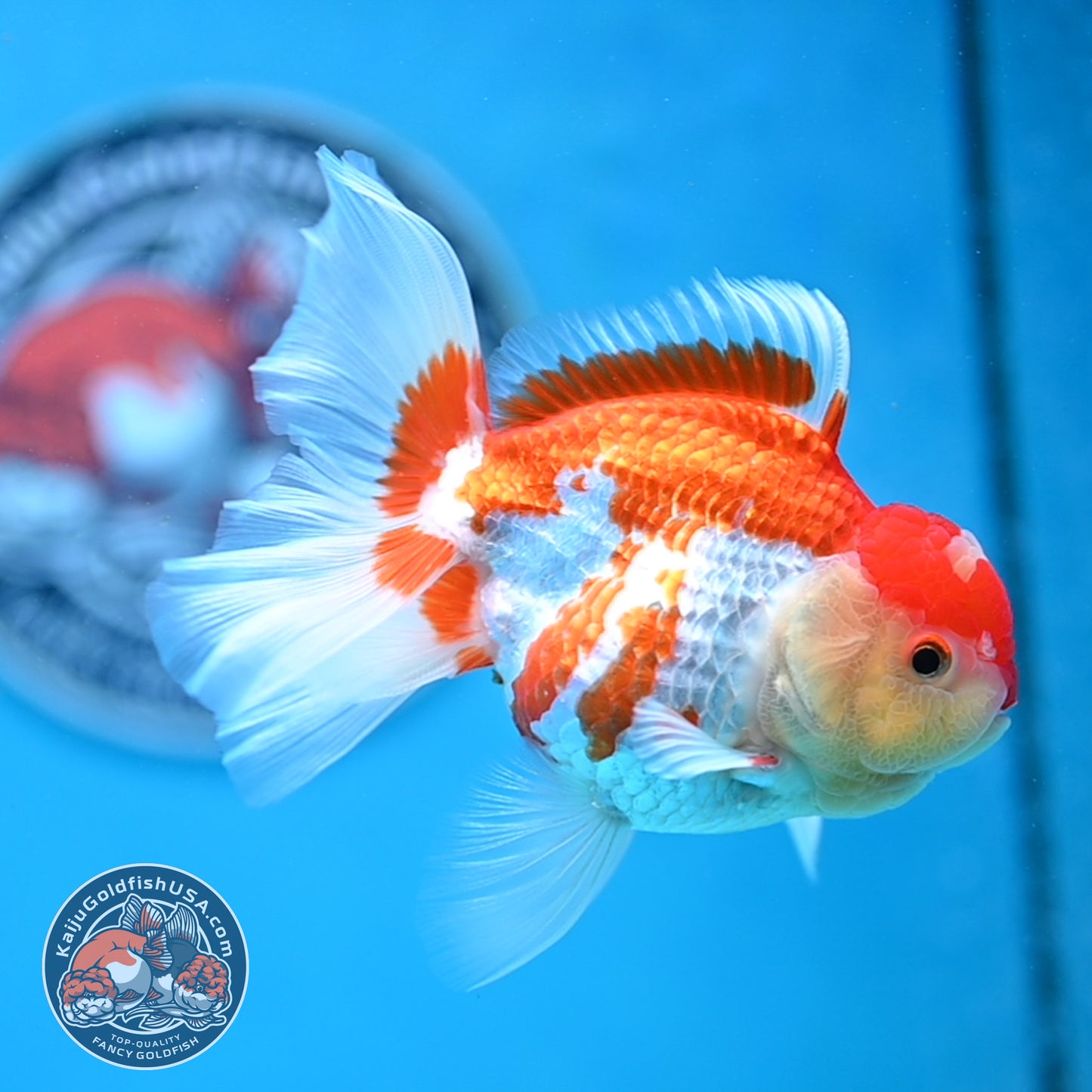 Jade Seal Red White Rose Tail Oranda 4 inches Body - Female (250418_OR18)