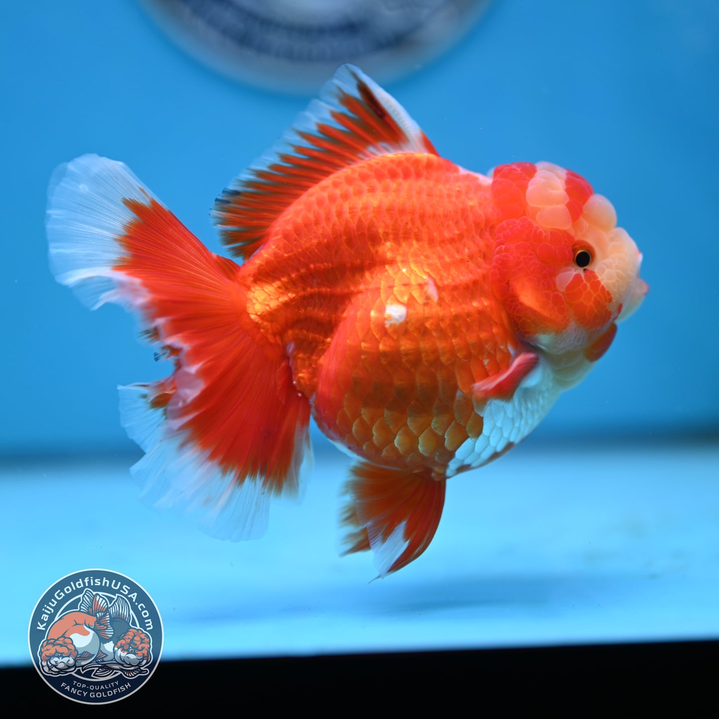 Jade Head Red White Rose Tail Oranda 4 inches Body (250502_OR18)