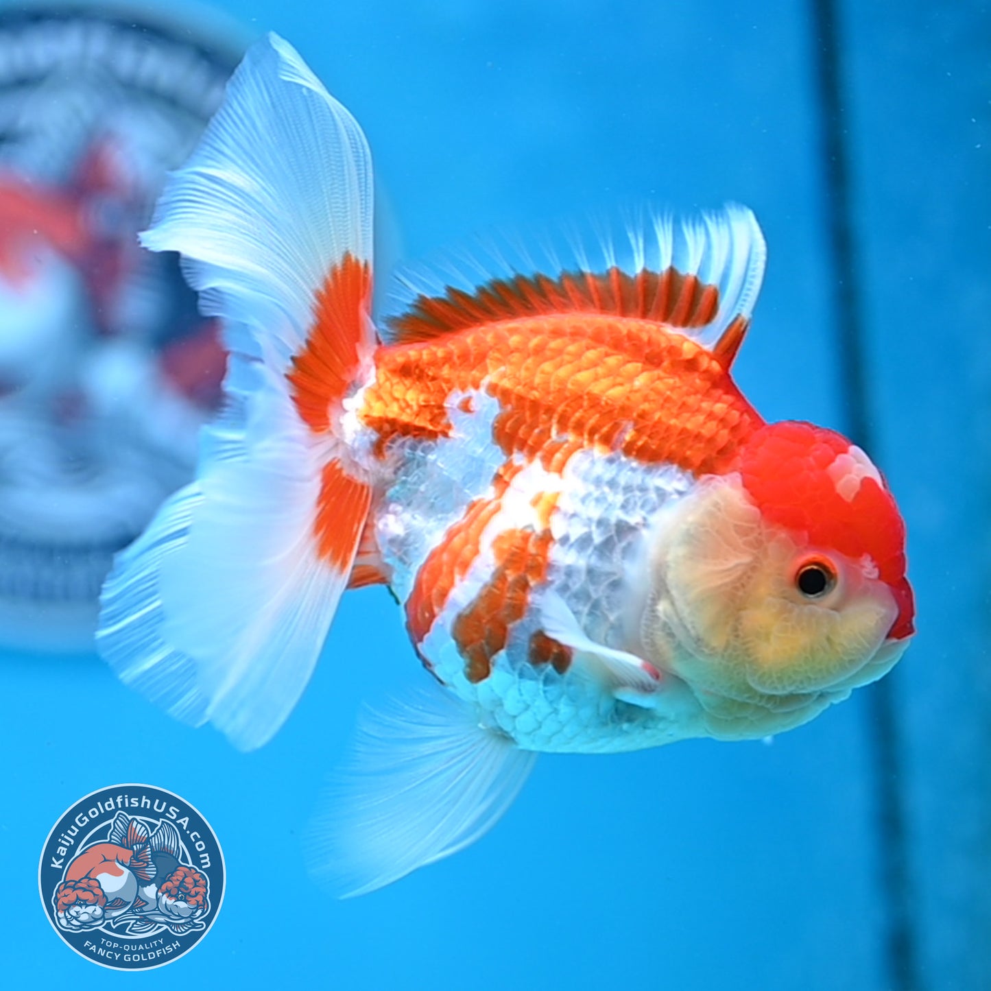 Jade Seal Red White Rose Tail Oranda 4 inches Body - Female (250418_OR18)