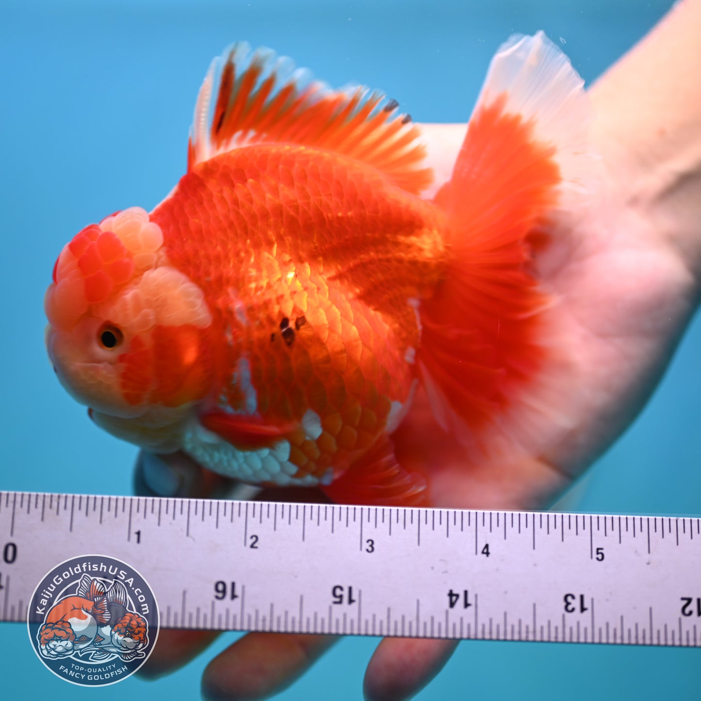 Jade Head Red White Rose Tail Oranda 4 inches Body (250502_OR18)