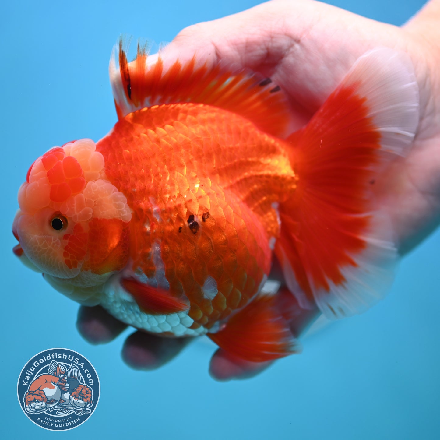 Jade Head Red White Rose Tail Oranda 4 inches Body (250502_OR18)