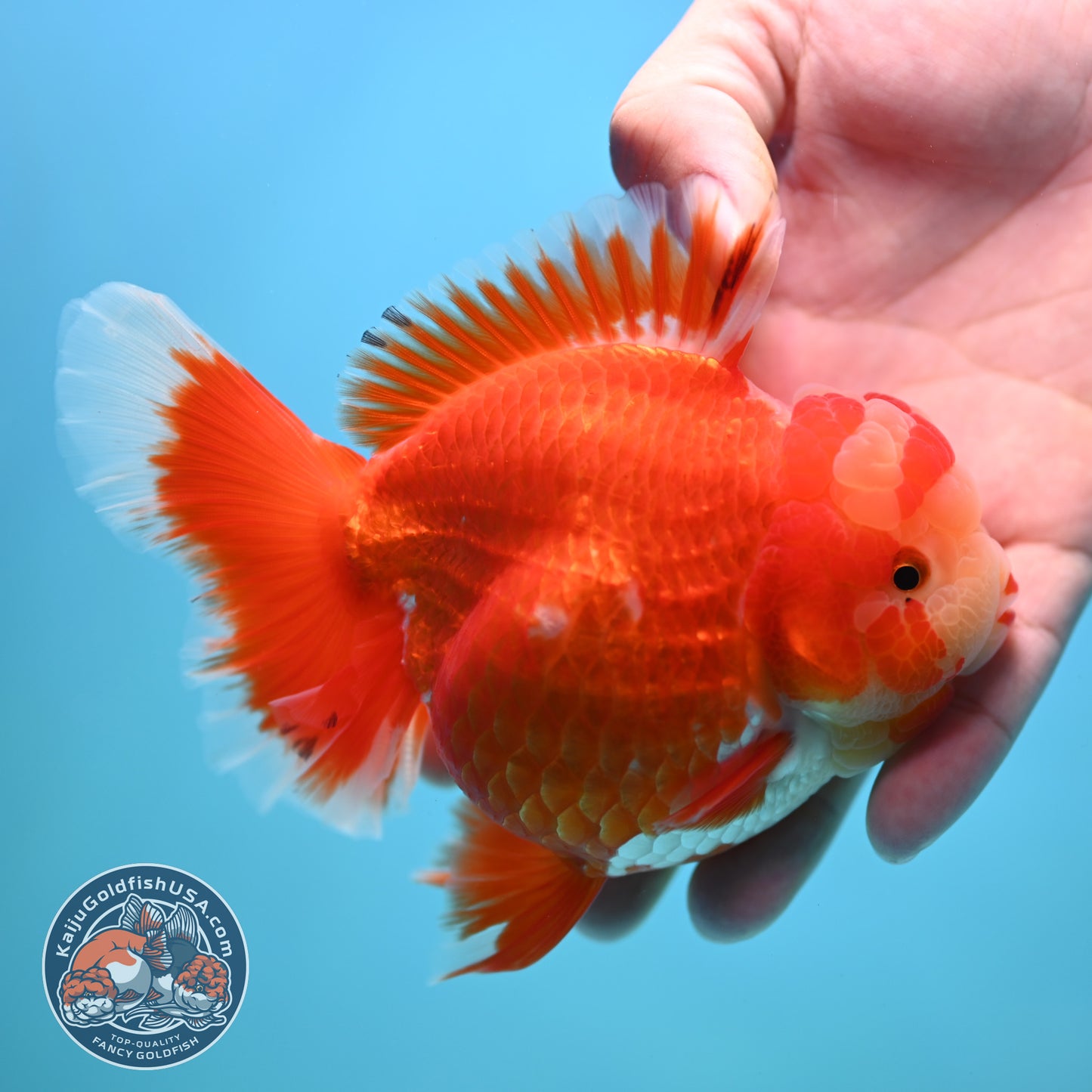 Jade Head Red White Rose Tail Oranda 4 inches Body (250502_OR18)