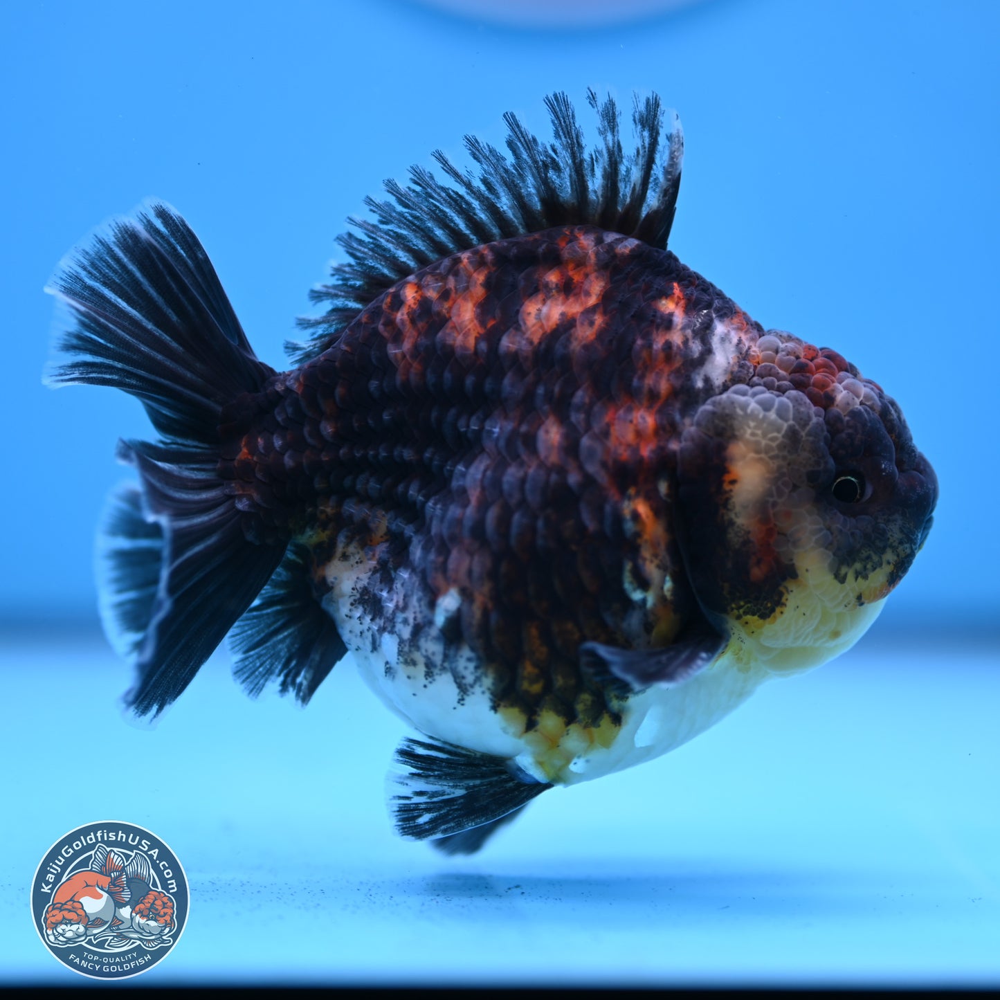 Kirin YuanBao Oranda 3.75 inches Body - Male (250307_OR18)