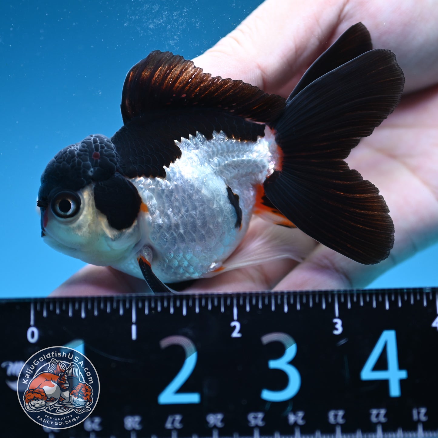 Panda Oranda 3.5 inch Body (250822_OR18)