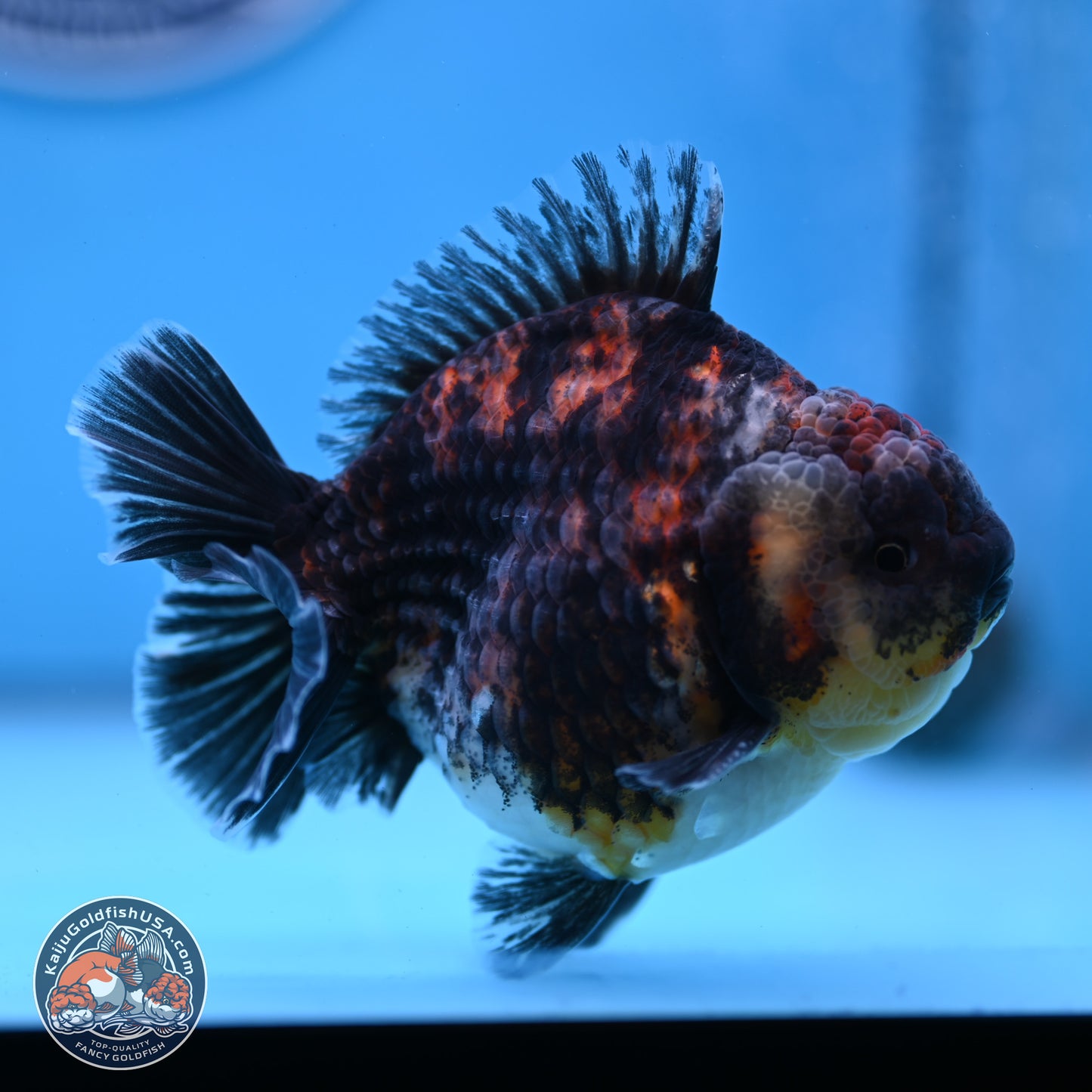 Kirin YuanBao Oranda 3.75 inches Body - Male (250307_OR18)