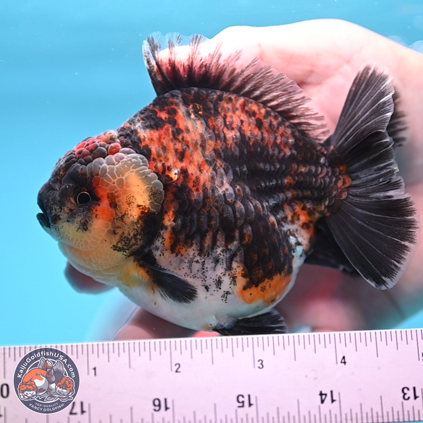 Kirin YuanBao Oranda 3.75 inches Body - Male (250307_OR18)