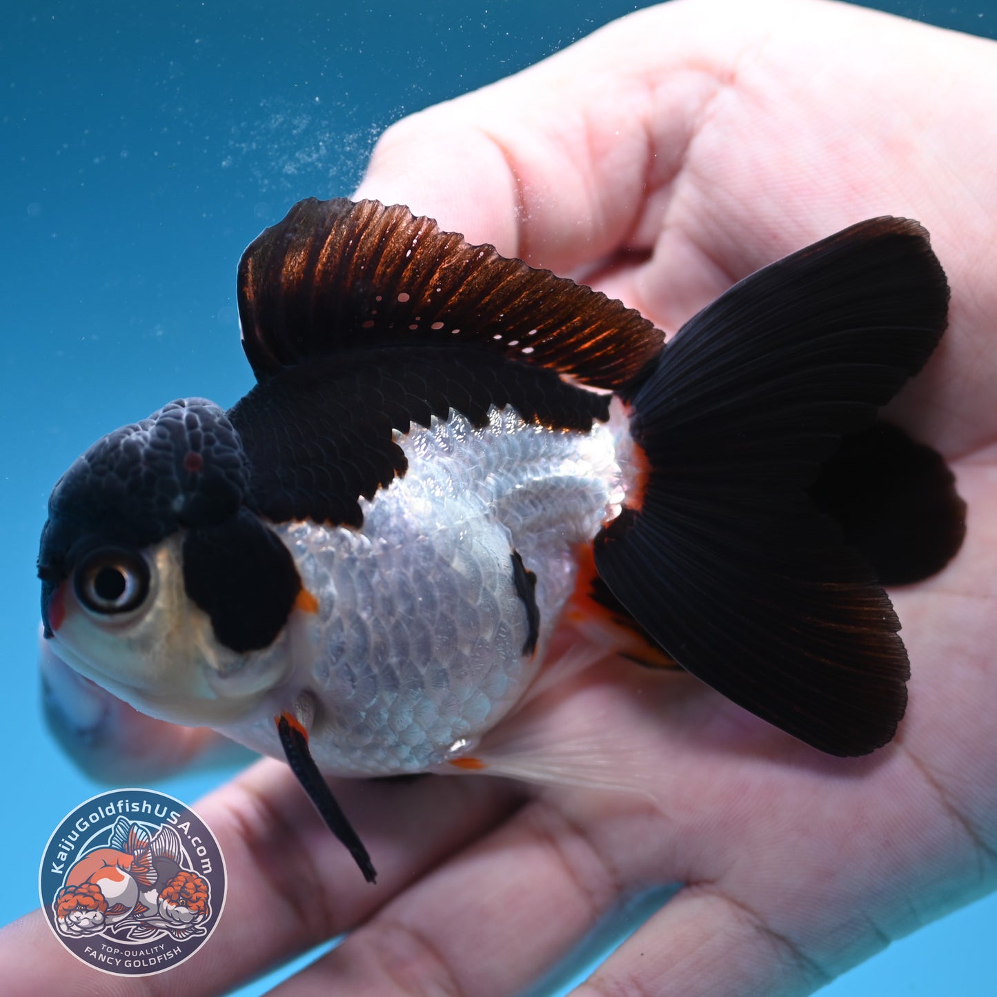 Panda Oranda 3.5 inch Body (250822_OR18)