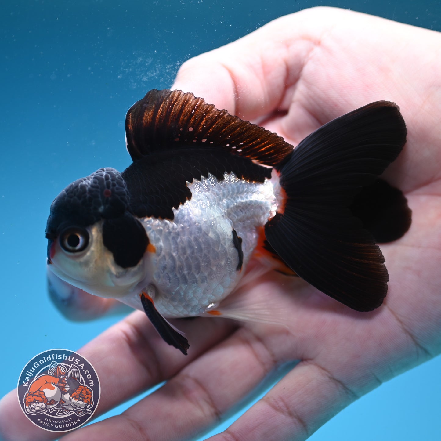 Panda Oranda 3.5 inch Body (250822_OR18)