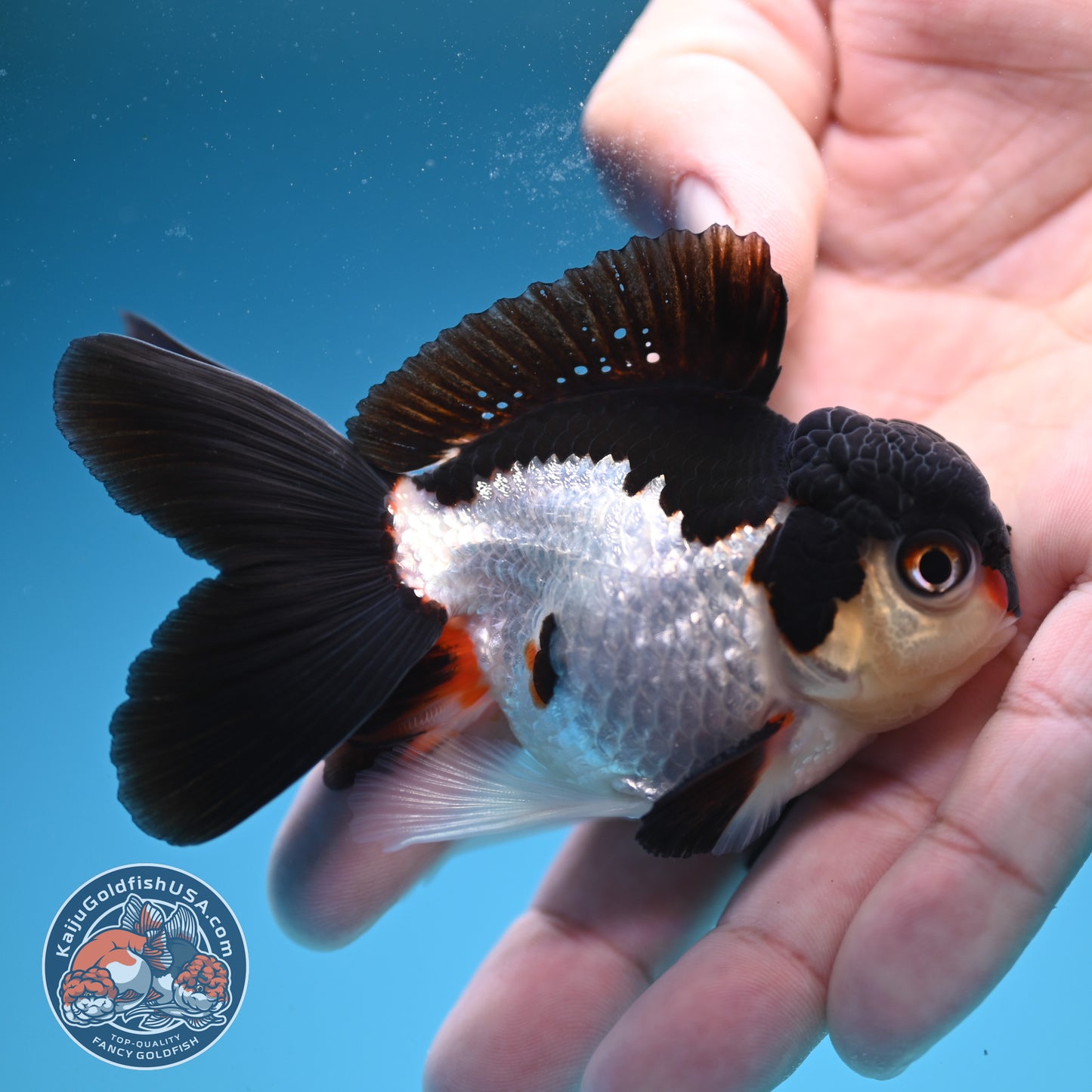 Panda Oranda 3.5 inch Body (250822_OR18)