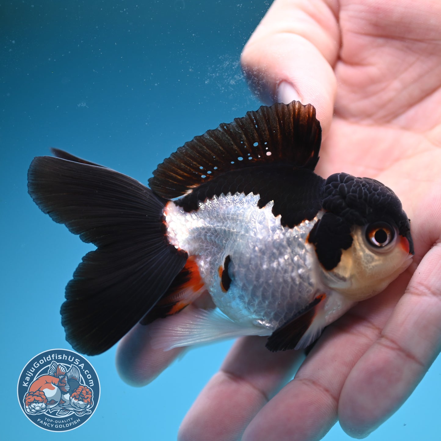 Panda Oranda 3.5 inch Body (250822_OR18)