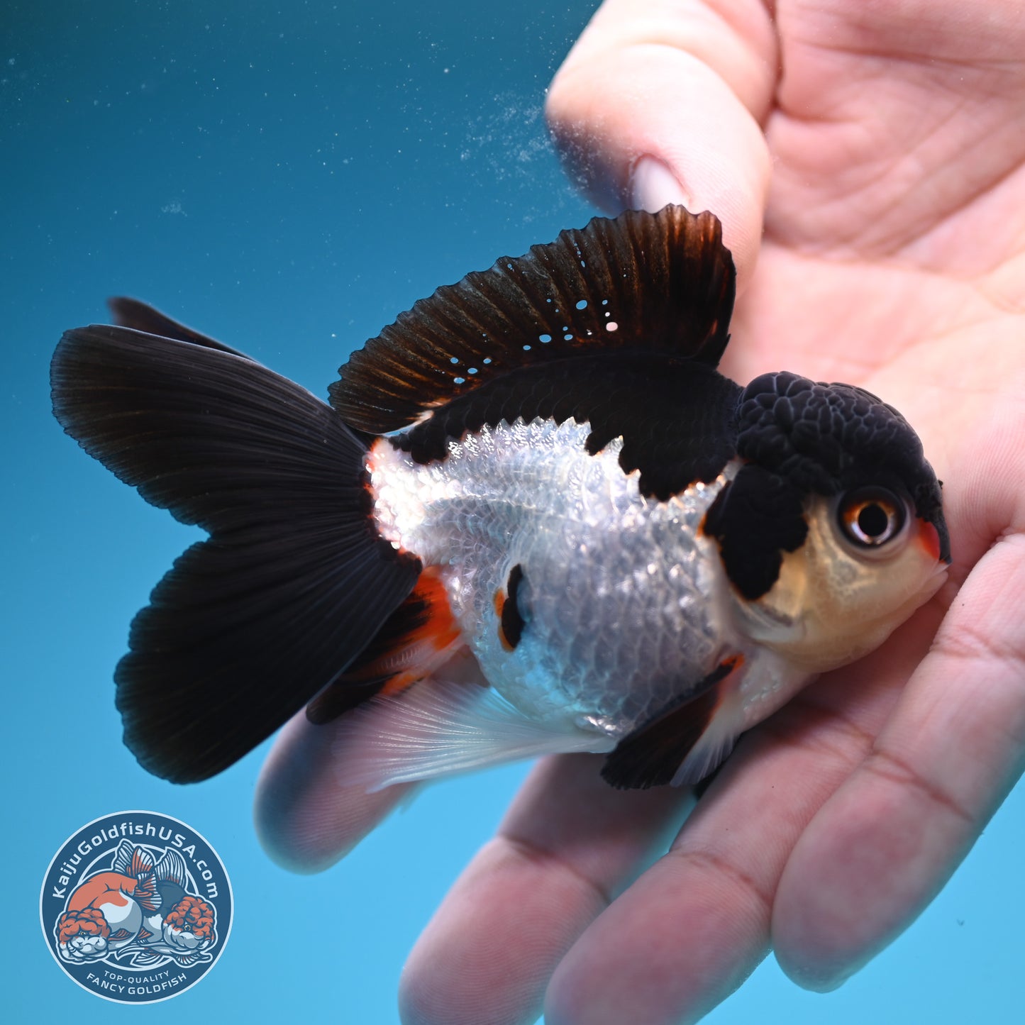 Panda Oranda 3.5 inch Body (250822_OR18)