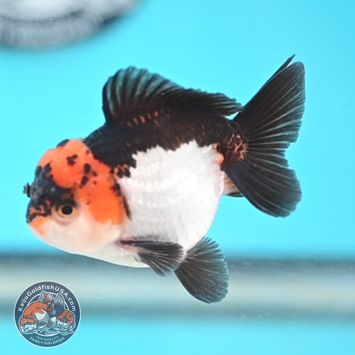 Tricolor Oranda 3 inches Body (250509_OR18)