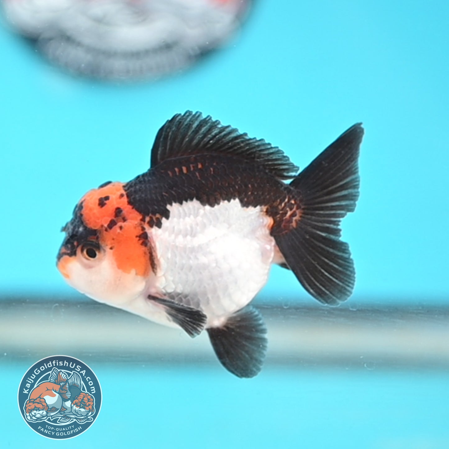Tricolor Oranda 3 inches Body (250509_OR18)