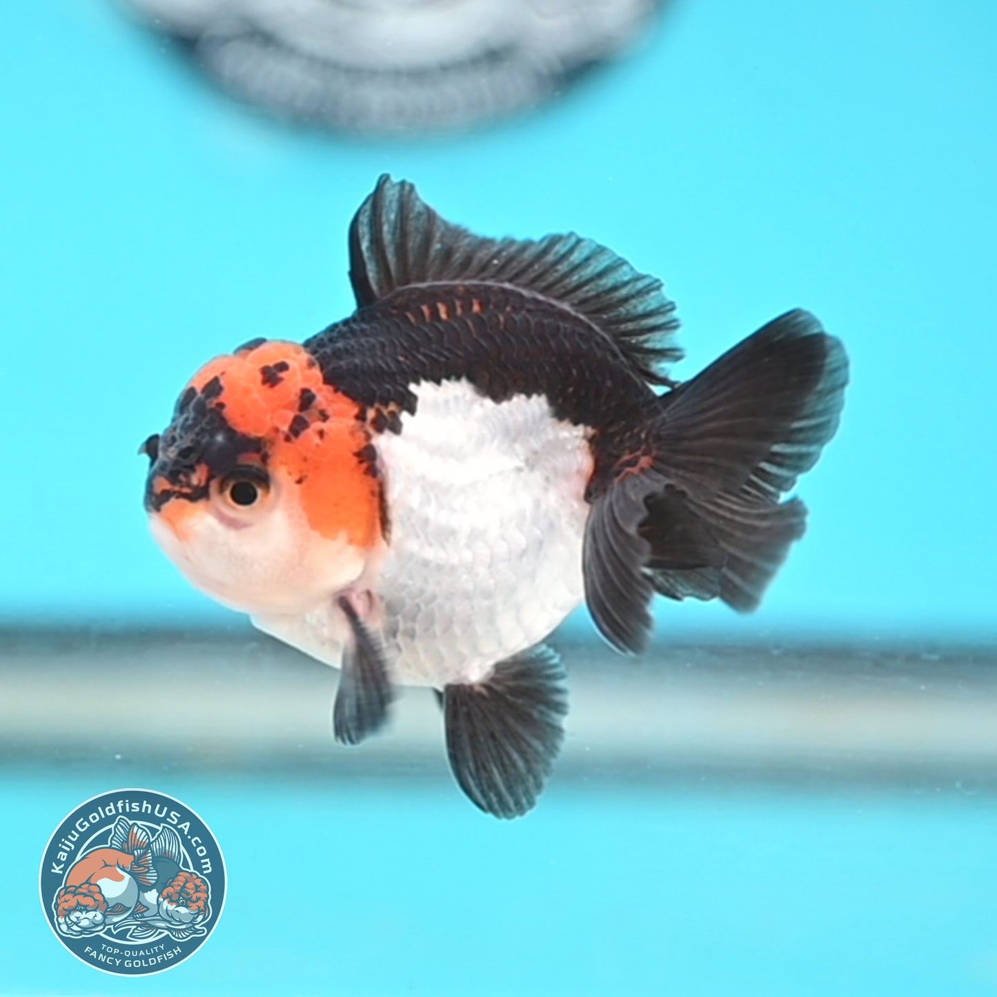 Tricolor Oranda 3 inches Body (250509_OR18)