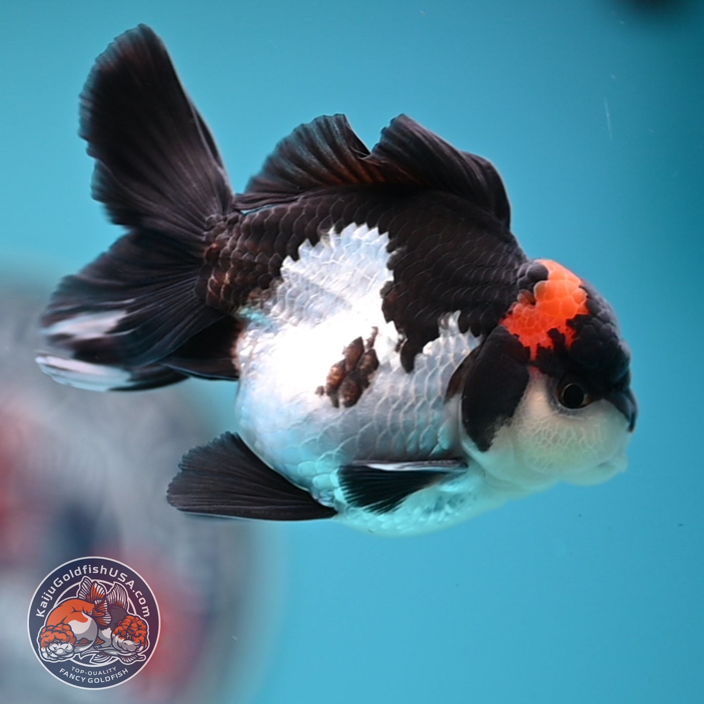 FREE2DAY Shipping - Tricolor Oranda 3 inches Body (250516_OR18)