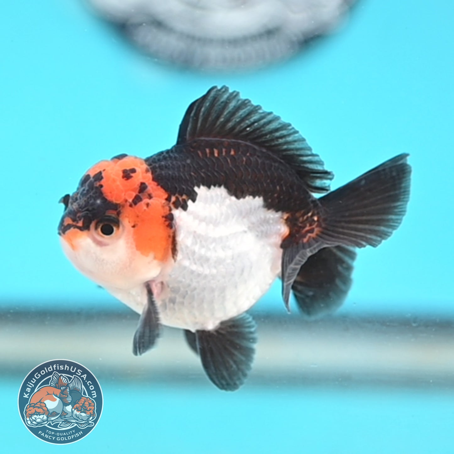 Tricolor Oranda 3 inches Body (250509_OR18)