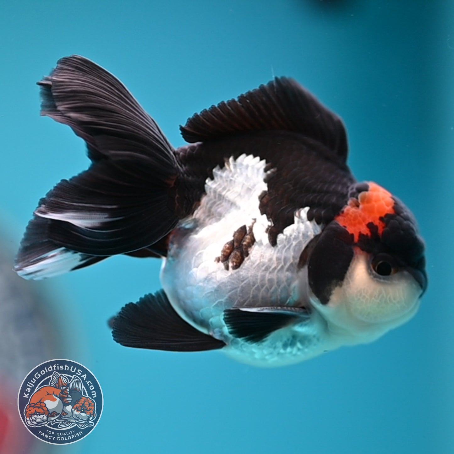 FREE2DAY Shipping - Tricolor Oranda 3 inches Body (250516_OR18)